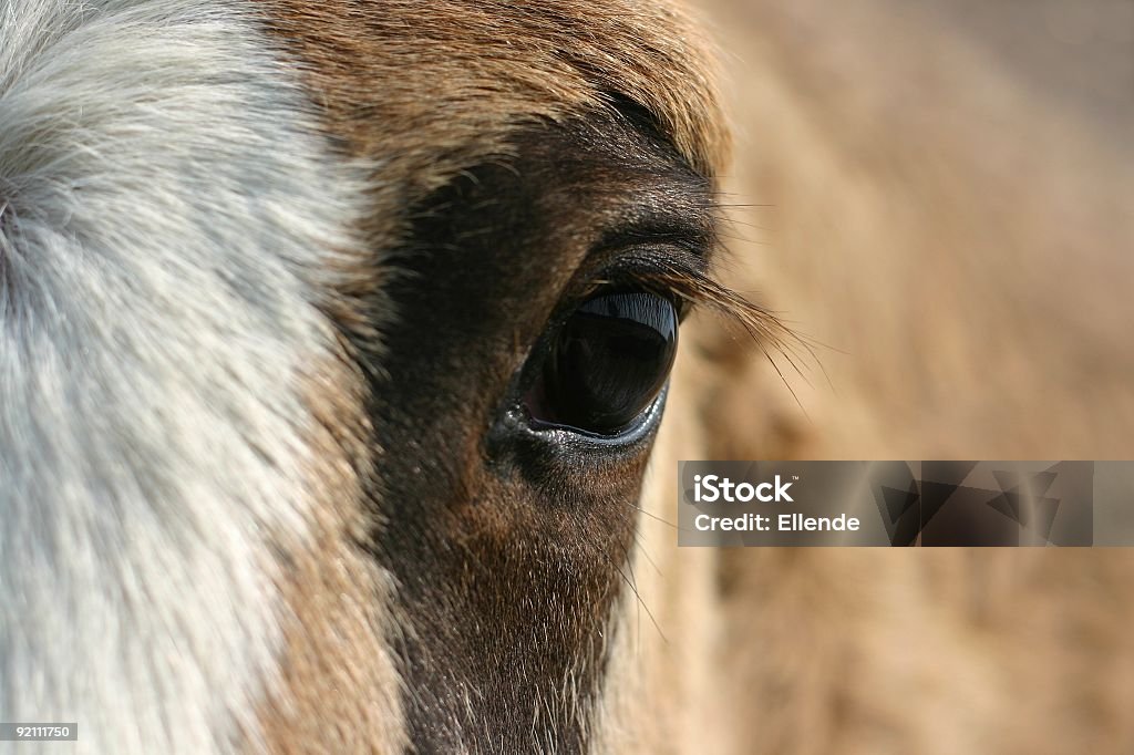 Лошадь глаз - Стоковые фото Без людей роялти-фри