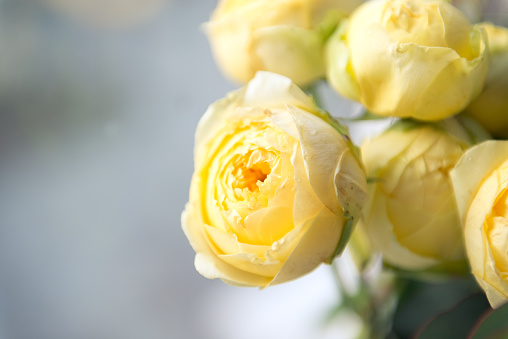 Yellow  peony roses