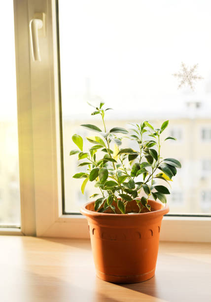 istock Calamondin in flowerpot 921117760