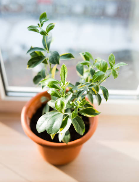 istock Calamondin in flowerpot 921117778
