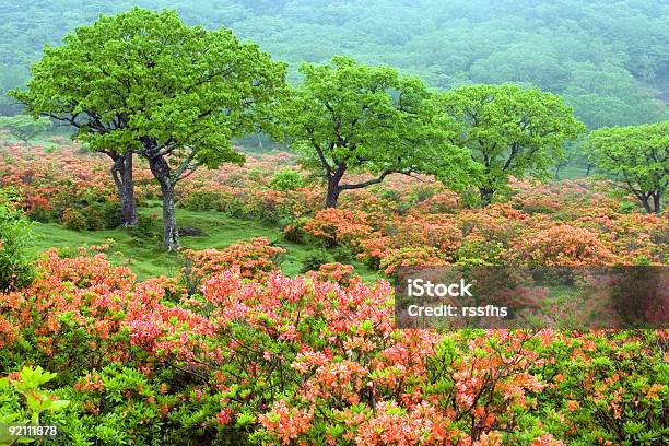 Campo Di Rhododendrons - Fotografie stock e altre immagini di Composizione orizzontale - Composizione orizzontale, Fotografia - Immagine, Immagine a colori