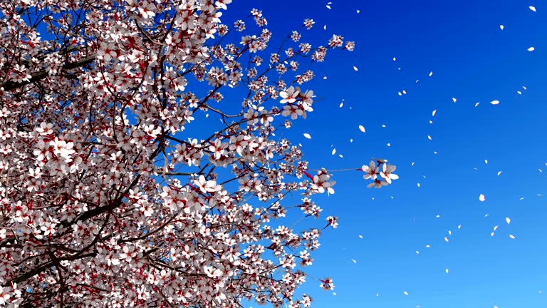 桜 花びら 散る の動画素材 映像素材 Id 桜吹雪 花びら 舞う 制服 ジャンプ Istock 桜 花びら 散る の動画素材 映像素材 Id 桜吹雪 花びら 舞う 制服 ジャンプ Istock
