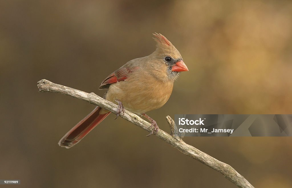 Cardenal de oro - Foto de stock de Pájaro libre de derechos