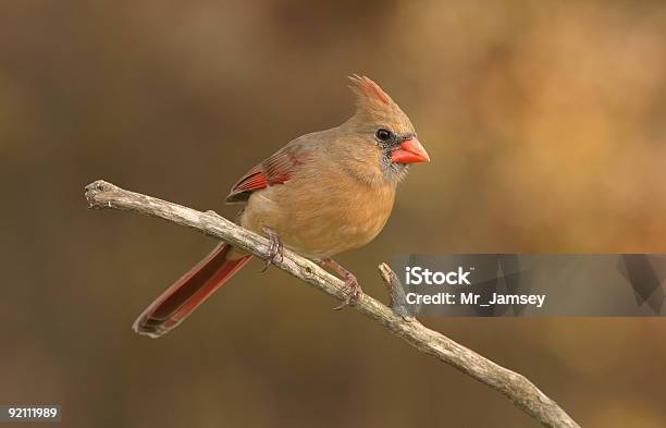 Cardenal De Oro Foto de stock y más banco de imágenes de Pájaro - Pájaro, Indiana, Carolina del Norte - Estado de los EE. UU.