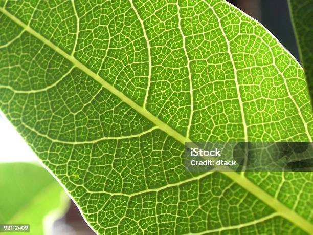 Liść Makro Tekstura 2 - zdjęcia stockowe i więcej obrazów Bez ludzi - Bez ludzi, Bliskie zbliżenie, Fotografika