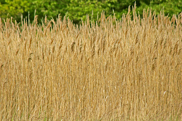 Parete di erba Texture - foto stock