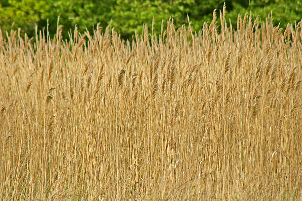 Wall of Grass Texture stock photo