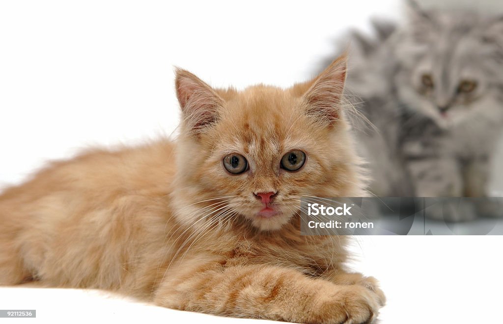 Kätzchen - Lizenzfrei Blick in die Kamera Stock-Foto
