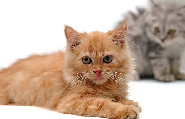 gattini - domestic cat home interior group of animals profile foto e immagini stock