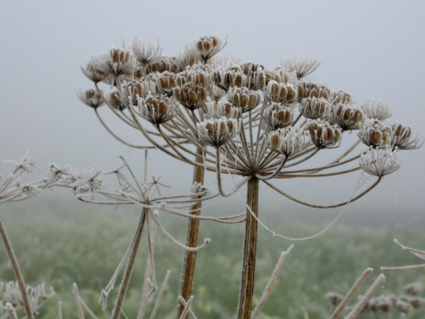 View of a plant covered in frost