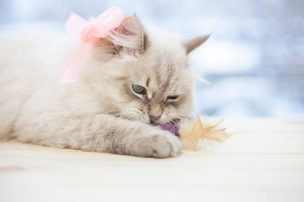 istock A siberian cat on a window sill 921127770