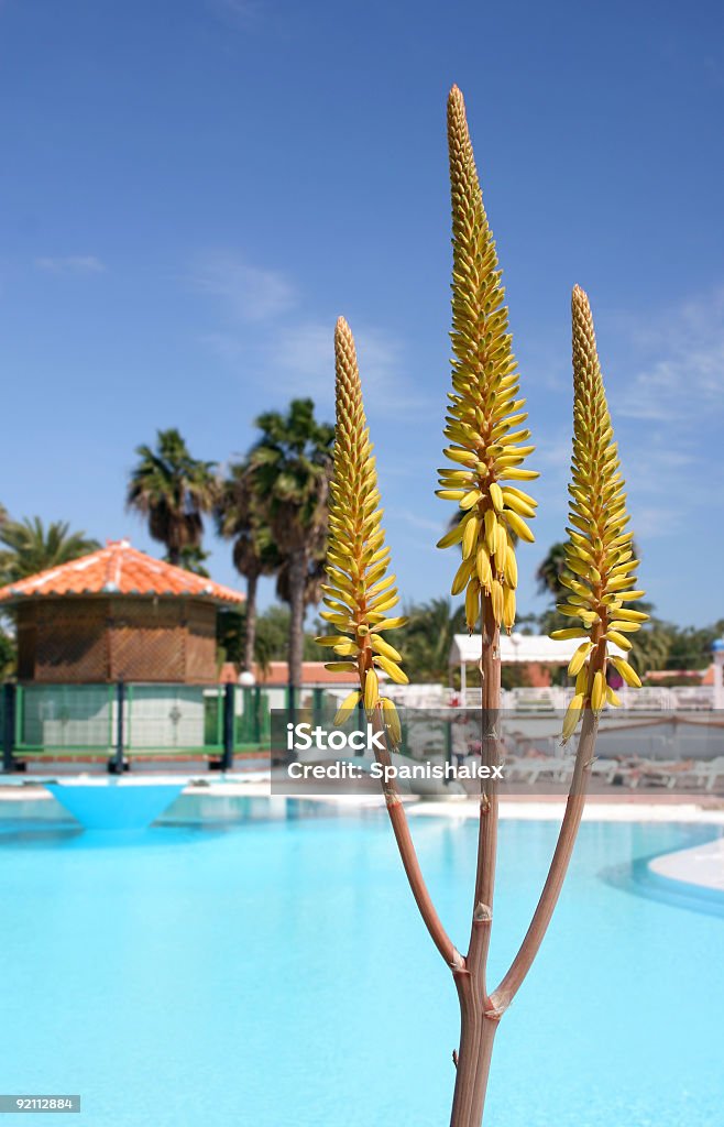 Aloe Vera piscina - Foto de stock de Azul royalty-free