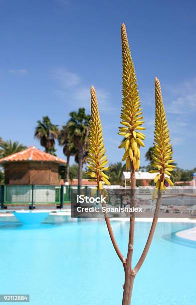 Foto de Aloe Vera Piscina e mais fotos de stock de Azul - Azul, Babosa - Suculenta, Banheira