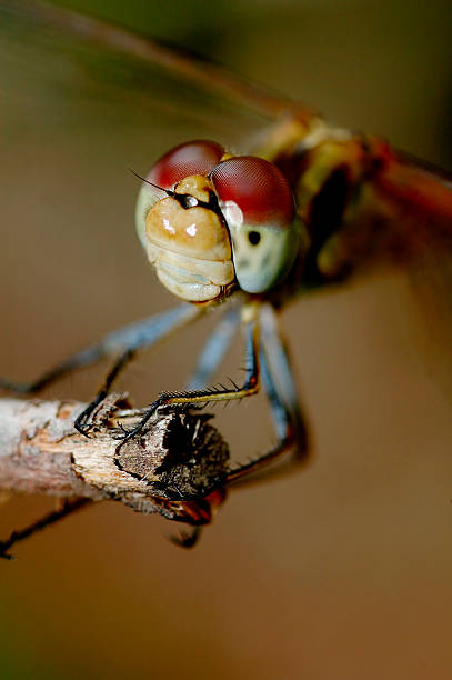 libellula - foto stock