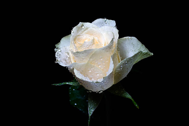 istock Wet rose against a black background 92112953