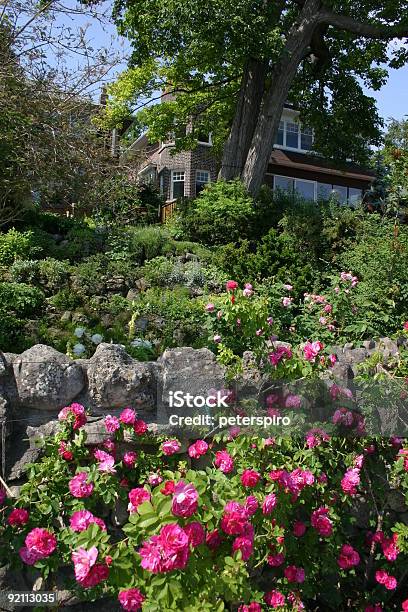 Casa Vecchia E Rose - Fotografie stock e altre immagini di Casa - Casa, Rosa rugosa, Albero