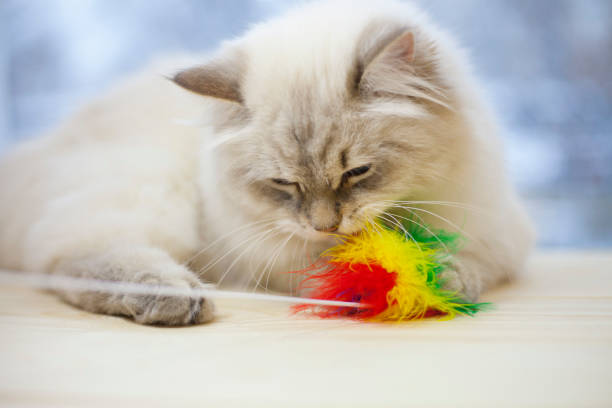 istock A siberian cat on a window sill 921131972