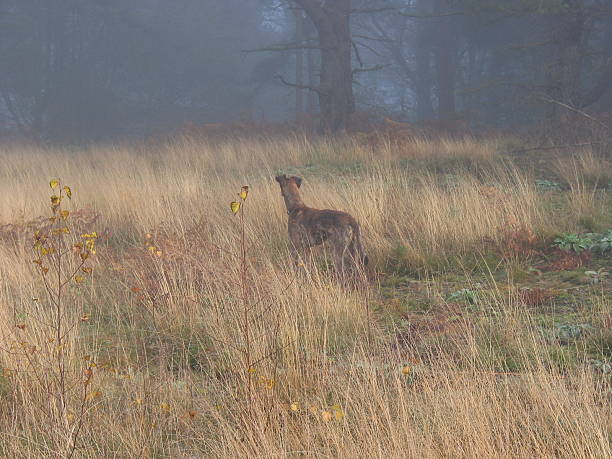 The Deer Hunter stock photo