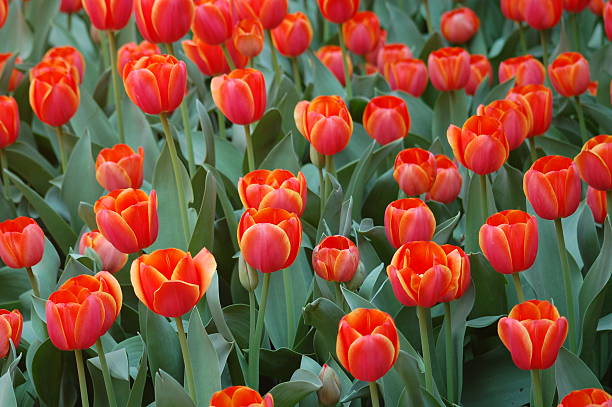 istock Field of red tulips 92113230