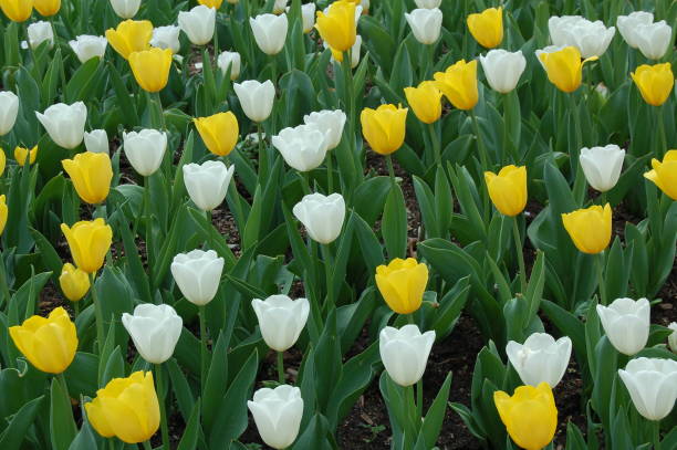 champ de tulipes de blanc et de jaune - formal garden ornamental garden child single flower photos et images de collection