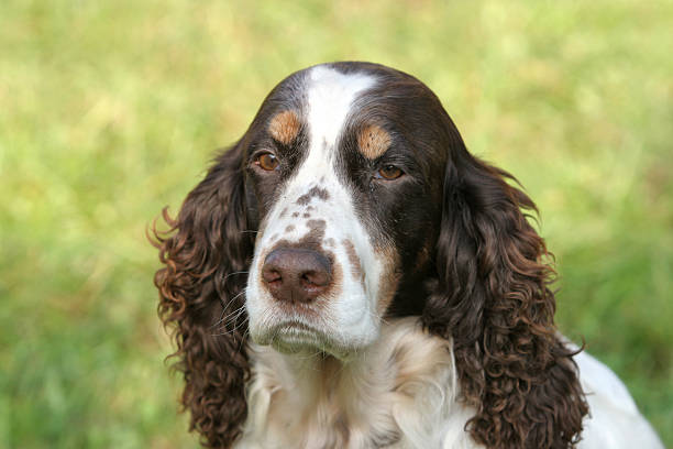 springer spaniel inglese - foto stock