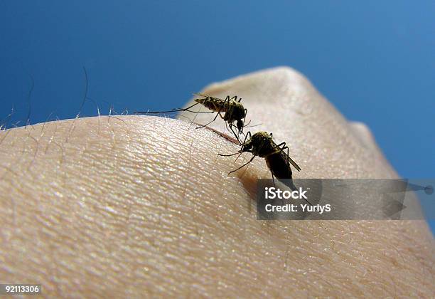 Foto de Mosquitos 06 e mais fotos de stock de Alimento com mordida - Alimento com mordida, Artrópode, Azul