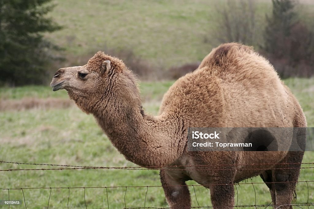 Camelo amigo - Foto de stock de Fotografia - Imagem royalty-free
