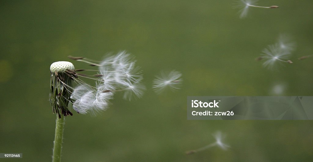 Fleur de pissenlit épatés - Photo de Affectueux libre de droits