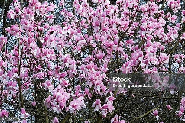 Magnólia Cylindrica X Revista Campbellii Darjeeling - Fotografias de stock e mais imagens de Magnólia