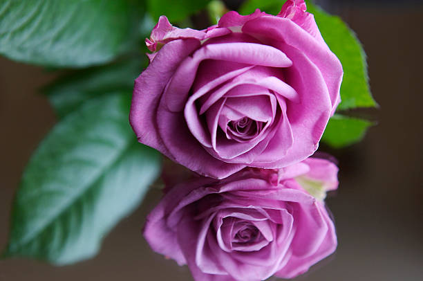 Pink Rose(s)  whitsun stock pictures, royalty-free photos & images