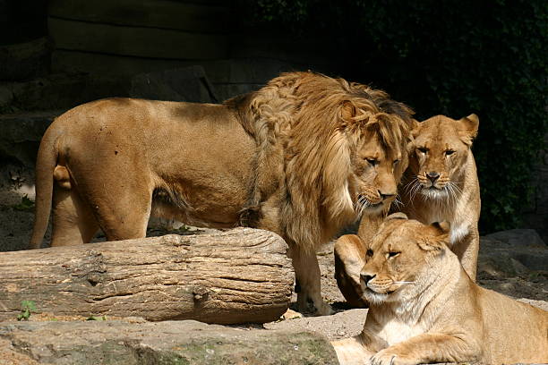 lions famiglia - pride of lions foto e immagini stock