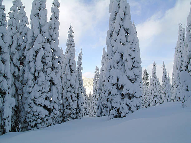 Nieve cubiertas de árboles - foto de stock