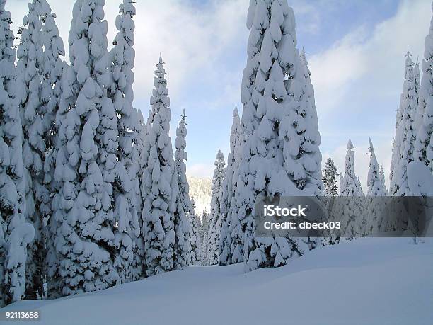 雪で覆われた木 - カラー画像のストックフォトや画像を多数ご用意 - カラー画像, 人物なし, 写真