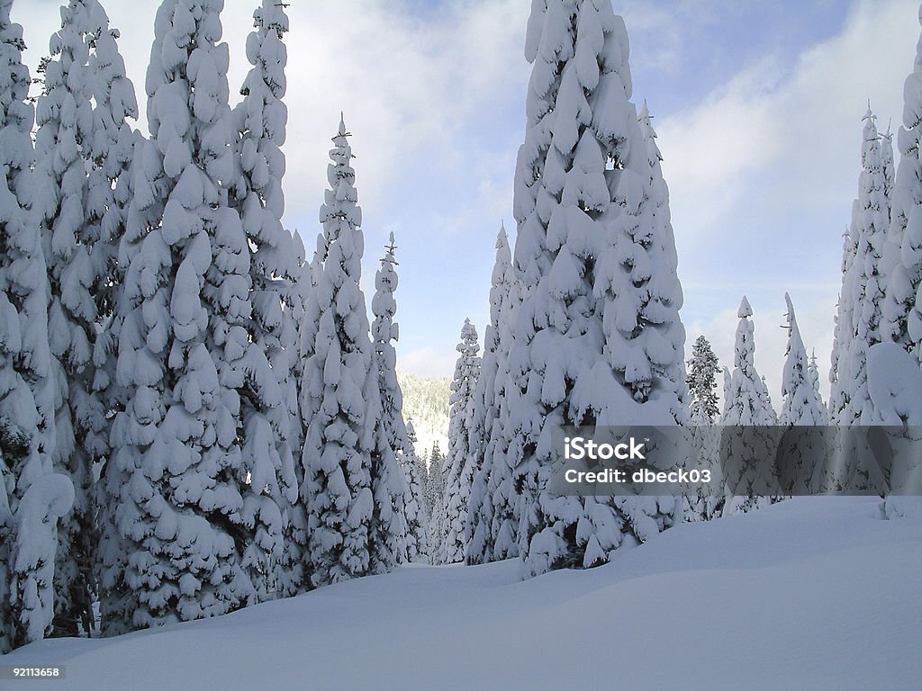 Neve coberta de árvores - Foto de stock de Fotografia - Imagem royalty-free