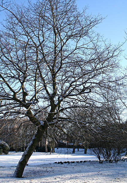 Snow stock photo