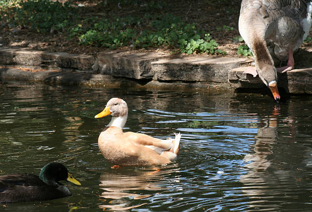 istock King of the Pond 92114043