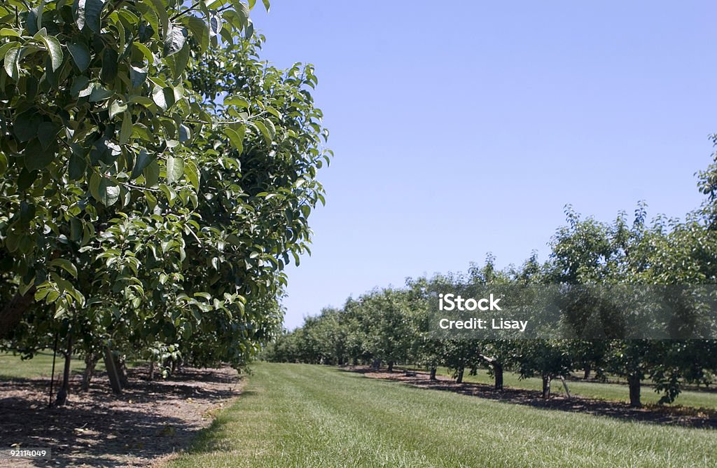 Meleto - Foto stock royalty-free di Agricoltura