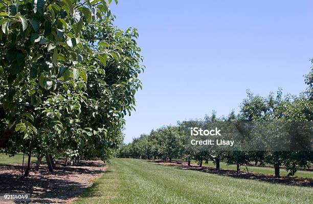 Meleto - Fotografie stock e altre immagini di Agricoltura - Agricoltura, Albero, Ambientazione esterna