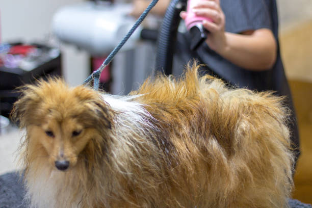 istock shetland sheepdog sits on table at a dog parlor 921141974