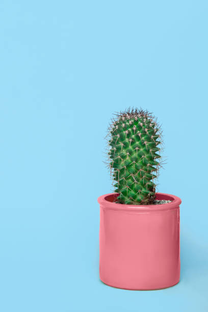 istock cactus in a pink pot on a blue background 921142610