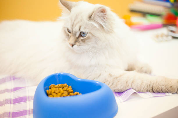 istock A female siberian cat against yellow background 921142736