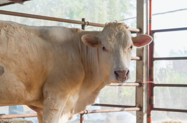 Young fluffy Charolais cow in stable