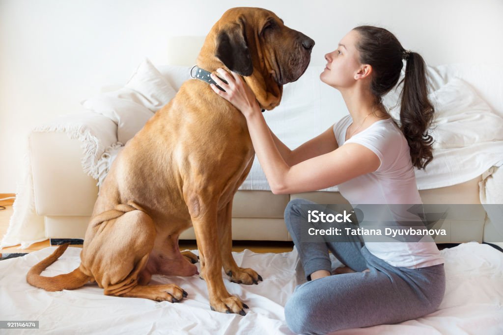 Mulher de Yong e o seu cão em casa - Foto de stock de Cão royalty-free