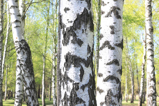 istock Birch trees with green leaves and white trunks in summer 921146550