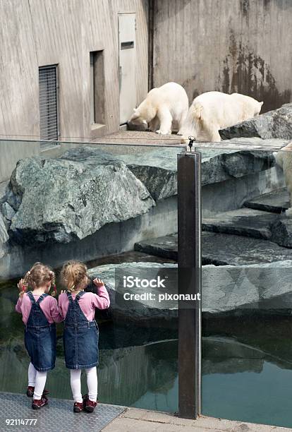Twinsizebetten Stockfoto und mehr Bilder von Zoo - Zoo, Eisbär, Glas