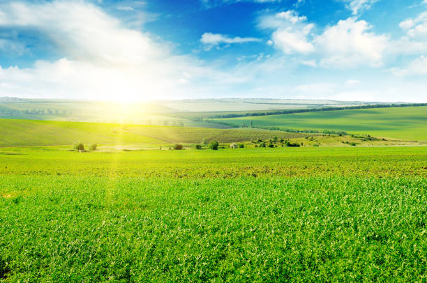istock Green field and blue sky with light clouds. Above the horizon is a bright sunrise. 921148018