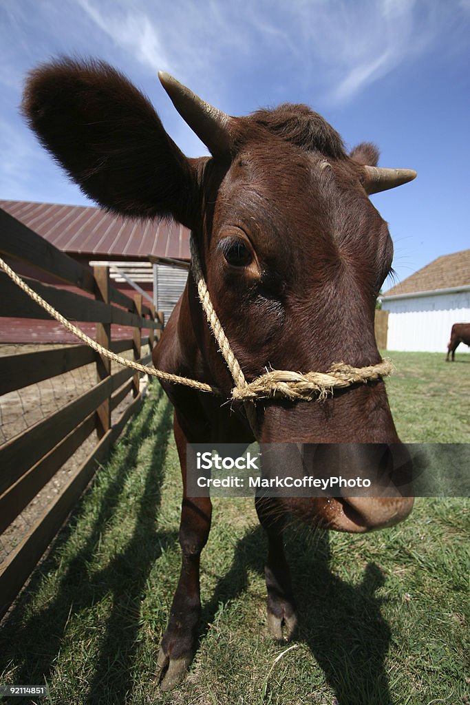 Big orejas ox - Foto de stock de Color - Tipo de imagen libre de derechos