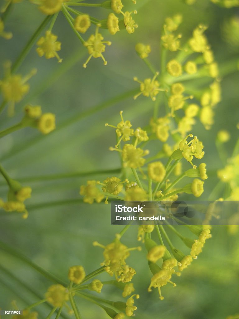 dill Blume - Lizenzfrei Dill Stock-Foto