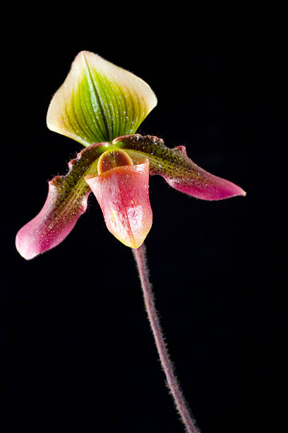 paphiopedilum orquídea - yingyang imagens e fotografias de stock