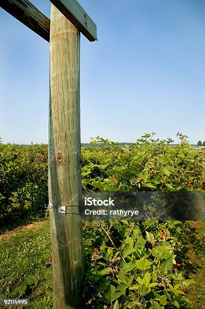 Blackberry Campo Foto de stock y más banco de imágenes de Agricultura - Agricultura, Aire libre, Alimento